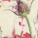 zellmer-wild teasel