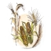 wine spectator - spot illustration grain - zellmer